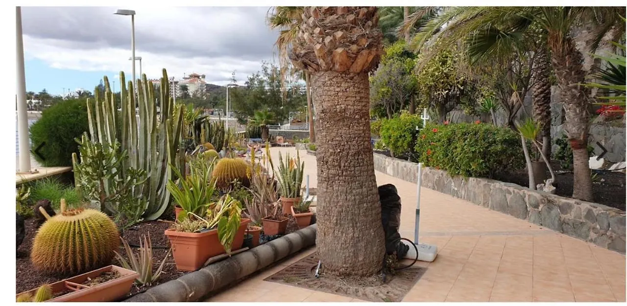 Exclusives Apartment 10 Meters To Ocean Maspalomas  Spain